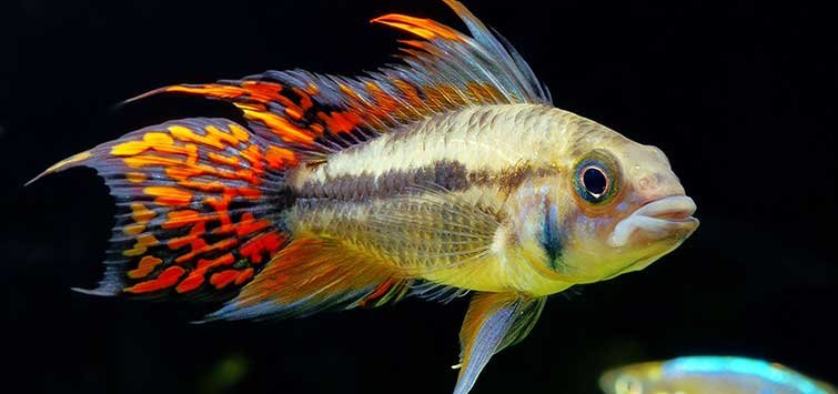 Apistogramma cacatuoides – Nature Aquariums